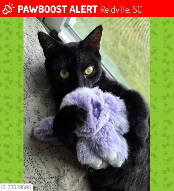 Lost Male Cat last seen Dollar General, Reidville, SC 29375