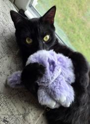 Lost Male Cat last seen Dollar General, Reidville, SC 29375