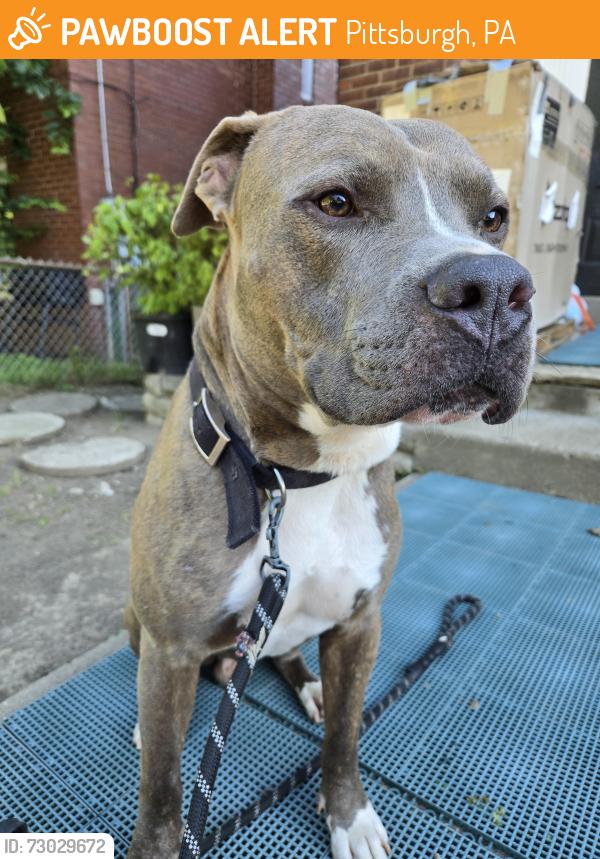 Found/Stray Male Dog last seen Turner School, Pittsburgh, PA 15221