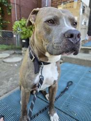 Found/Stray Male Dog last seen Turner School, Pittsburgh, PA 15221