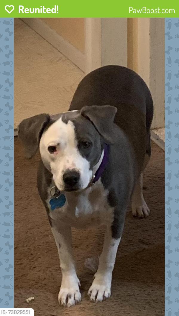 Reunited Female Dog last seen West Thunder Cloud and Ellsworth , Queen Creek, AZ 85242