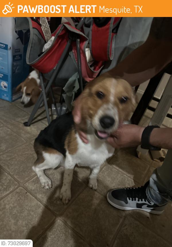 Found/Stray Male Dog last seen Ashley pl, Mesquite, TX 75181