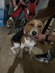 Found/Stray Male Dog last seen Ashley pl, Mesquite, TX 75181