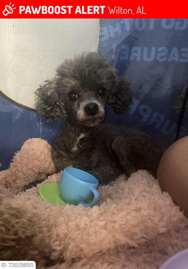 Lost Female Dog last seen Church Street , Wilton, AL, Wilton, AL 35115
