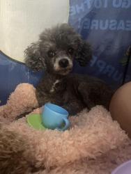 Lost Female Dog last seen Church Street , Wilton, AL, Wilton, AL 35115