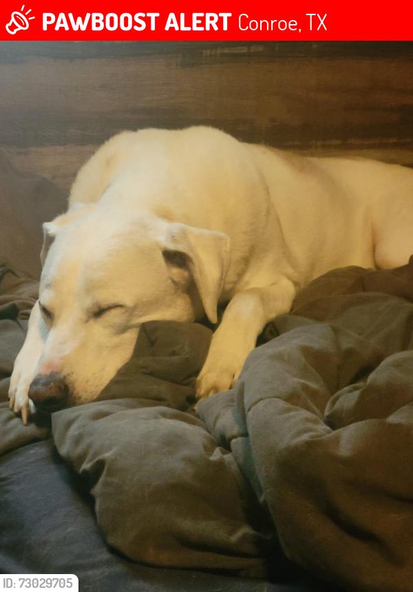 Lost Male Dog last seen Rusty oak trail and springfield Drive off of old houston road , Conroe, TX 77302