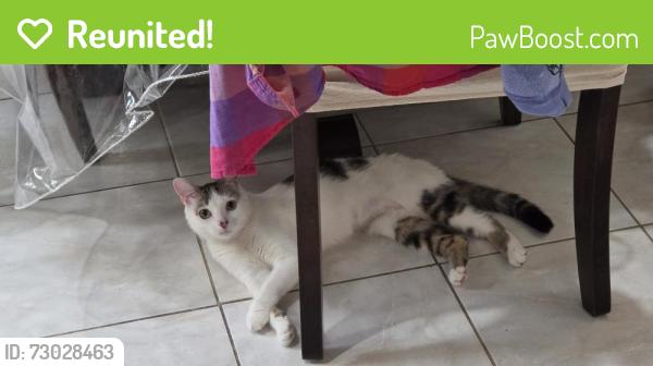 Reunited Female Cat last seen 102nd street, 63rd Avenue, Queens, NY 11375