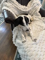 Lost Male Dog last seen Greencove Lane and Glenwood, Atlanta, GA 30316