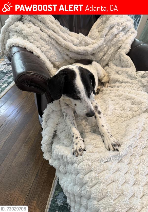Lost Male Dog last seen Greencove Lane and Glenwood, Atlanta, GA 30316