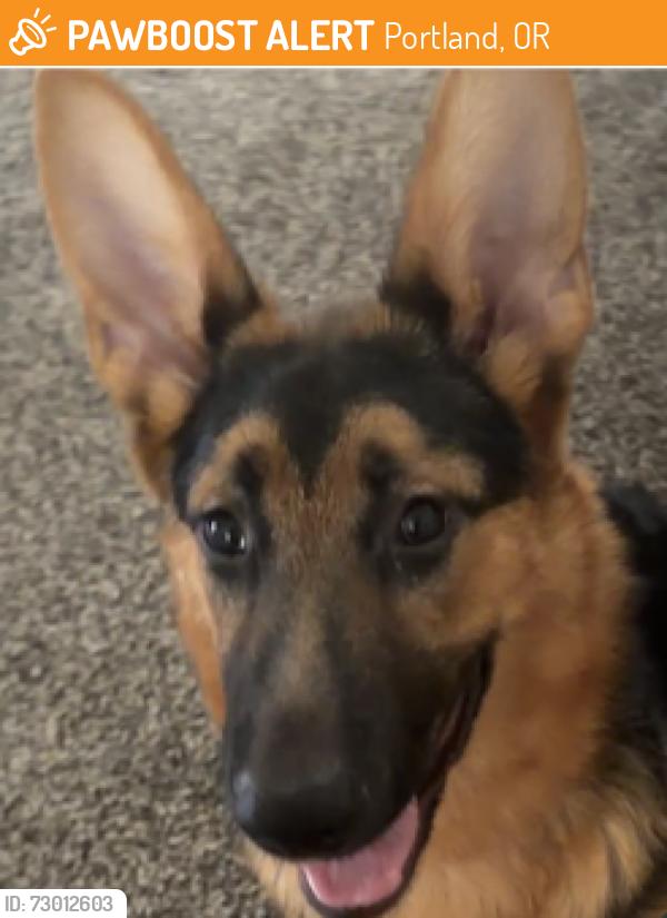 Found/Stray Female Dog last seen Mt tabor dog park, Portland, OR 97215
