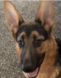Found/Stray Female Dog last seen Mt tabor dog park, Portland, OR 97215