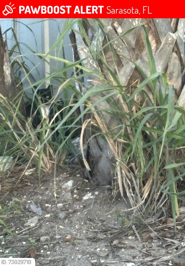 Lost Female Cat last seen Bay Shore circle, Sarasota, FL 34234