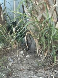 Lost Female Cat last seen Bay Shore circle, Sarasota, FL 34234