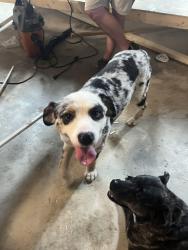 Found/Stray Male Dog last seen 3rd Army Rd, Acworth, GA 30101