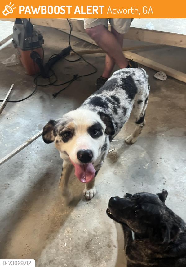 Found/Stray Male Dog last seen 3rd Army Rd, Acworth, GA 30101