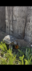 Lost Female Reptile last seen N Decatur & Craig, North Las Vegas, NV 89032