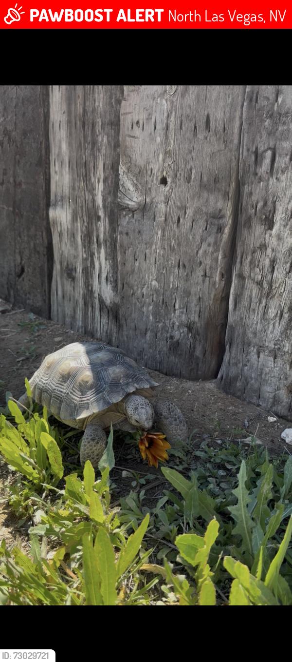 Lost Female Reptile last seen N Decatur & Craig, North Las Vegas, NV 89032