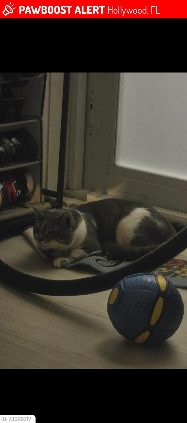 Lost Male Cat last seen Bicentennial Park , Hollywood, FL 33024