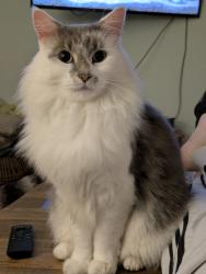 Lost Male Cat last seen Alma Ave and Dickson St, Knoxville, TN 37914