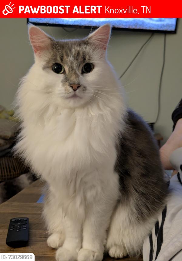 Lost Male Cat last seen Alma Ave and Dickson St, Knoxville, TN 37914