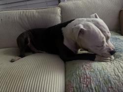 Found/Stray Male Dog last seen Thomasville hosp, Thomasville, NC 27360