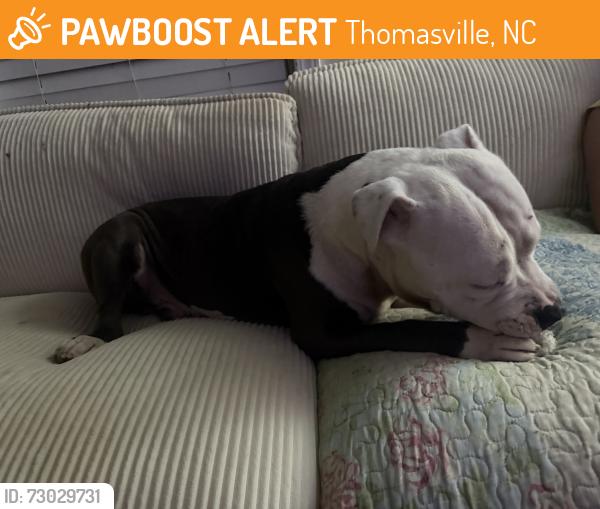 Found/Stray Male Dog last seen Thomasville hosp, Thomasville, NC 27360