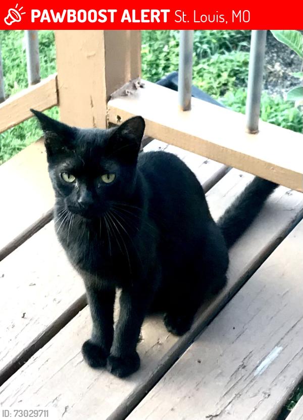 Lost Male Cat last seen Aubert Ave and Fountain Avenue, St. Louis, MO 63113