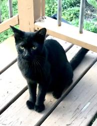 Lost Male Cat last seen Aubert Ave and Fountain Avenue, St. Louis, MO 63113