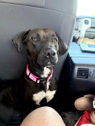 Lost Female Dog last seen Tillman rd, Fort Wayne, IN 46816