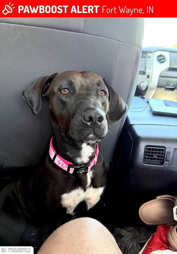 Lost Female Dog last seen Tillman rd, Fort Wayne, IN 46816