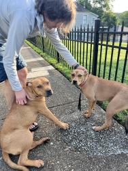 Found/Stray Unknown Dog last seen 45th and Alabama Ave, Chattanooga, TN 37409