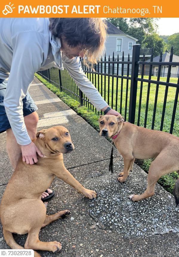 Found/Stray Unknown Dog last seen 45th and Alabama Ave, Chattanooga, TN 37409