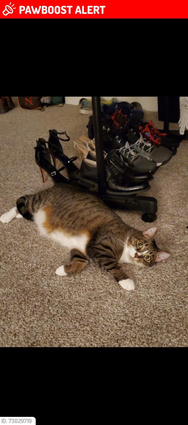 Lost Female Cat last seen Winding Oaks s, High Point shopping Center, Swatara Township, PA 17111