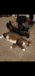 Lost Female Cat last seen Winding Oaks s, High Point shopping Center, Swatara Township, PA 17111