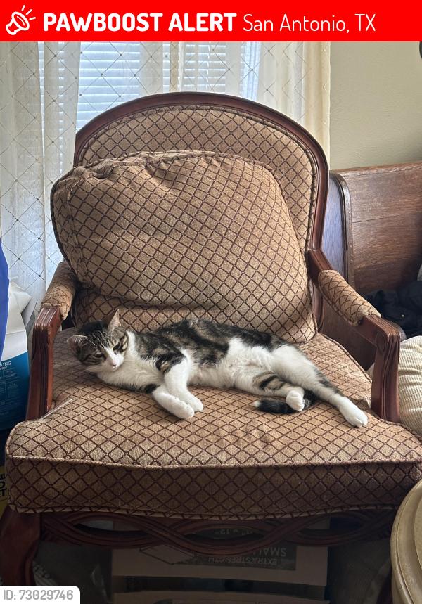 Lost Male Cat last seen Bulverde rd , San Antonio, TX 78259