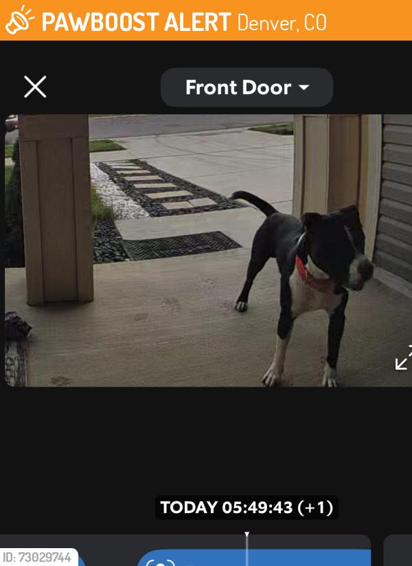 Found/Stray Unknown Dog last seen E.54th Place on my porch, Denver, CO 80249