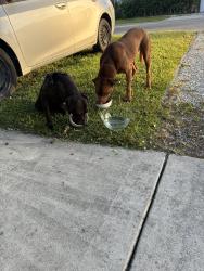 Found/Stray Female Dog last seen Ne 14 street, Homestead, FL 33030