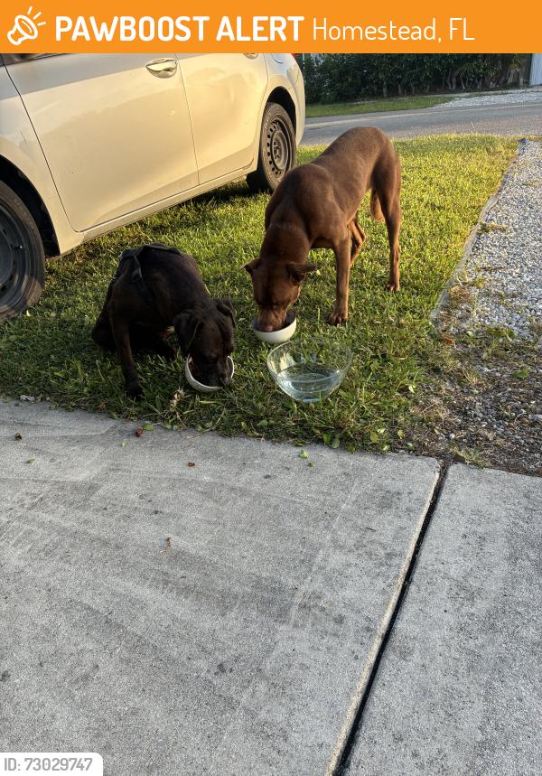 Found/Stray Female Dog last seen Ne 14 street, Homestead, FL 33030
