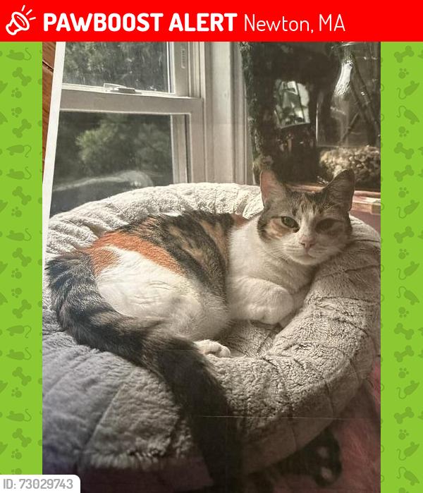 Lost Female Cat last seen Eliot St, Newton, MA 02465