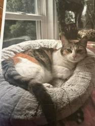 Lost Female Cat last seen Eliot St, Newton, MA 02465
