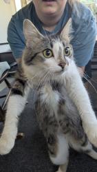 Found/Stray Female Cat last seen Webster St NW and Muskegon, Grand Rapids, MI 49504