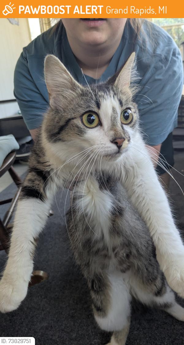 Found/Stray Female Cat last seen Webster St NW and Muskegon, Grand Rapids, MI 49504