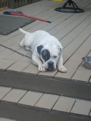Reunited Male Dog last seen Carriage Trace, Stone Mountain, GA 30087