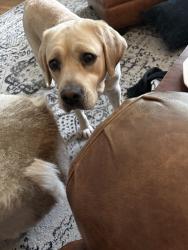 Lost Female Dog last seen Neighborhood by off of Western Row Rd & Snider, Mason, OH 45040