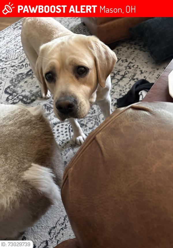 Lost Female Dog last seen Neighborhood by off of Western Row Rd & Snider, Mason, OH 45040
