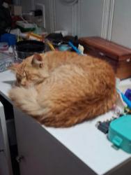 Lost Male Cat last seen Cedar and Butler, Hanoians Market, Arco gas station, Fresno, CA 93702
