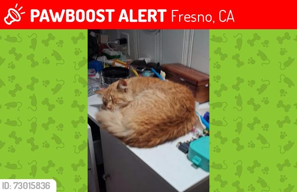 Lost Male Cat last seen Cedar and Butler, Hanoians Market, Arco gas station, Fresno, CA 93702