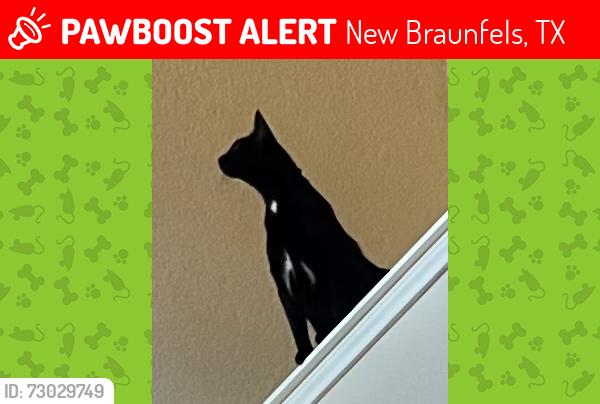 Lost Female Cat last seen Near , New Braunfels, TX 78130