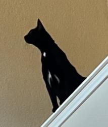 Lost Female Cat last seen Near , New Braunfels, TX 78130