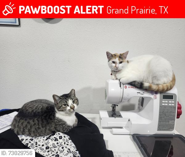 Lost Female Cat last seen Dalworth street, Grand Prairie, TX 75050